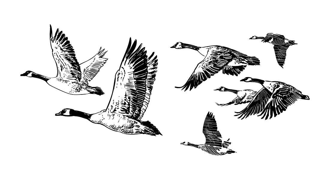 geese flying