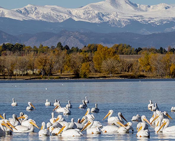 birds at a park on a lake