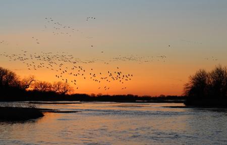 Sedge of cranes flies over a lake at sunrise