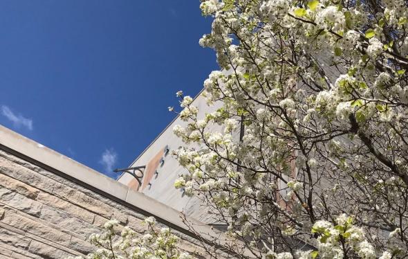 Blossoms outside Newman Center