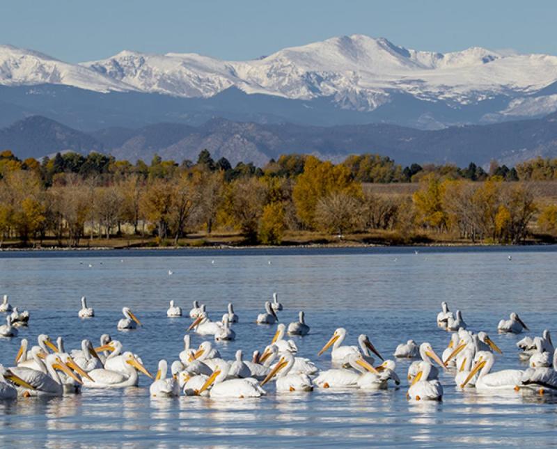 birds at a park on a lake