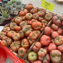 tomatoes