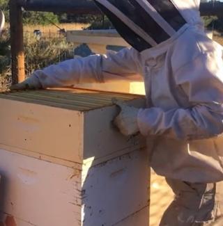 A beekeeper in a protective white uniform lifts the slats of a bee box. 