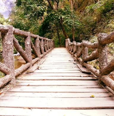 view of a bridge in the jungle.