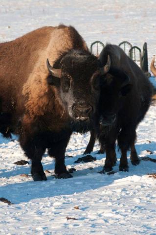 Buffalo herd